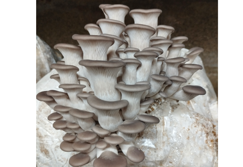 Bocaux Culture Liquide G1 250 ml