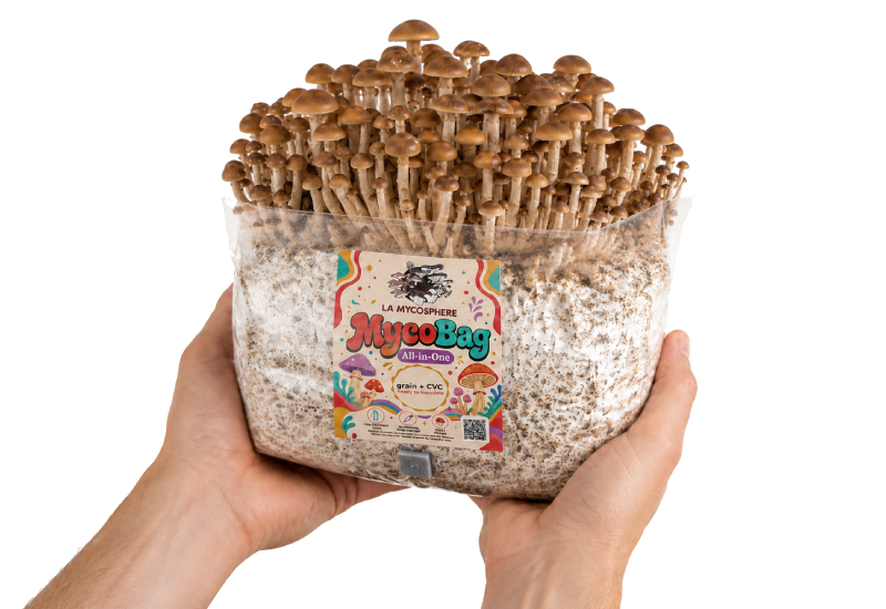 MycoBag All-in-One – sac prêt à inoculer grain + CVG