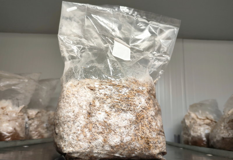 mushroom substrate bloc mycélium myco packaging
