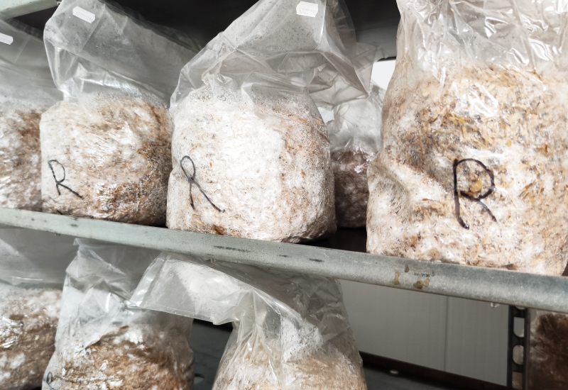 Ballot de mycélium myco matériaux