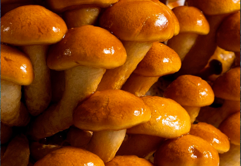 nameko pholiota microspora cultivation