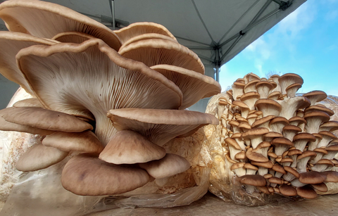 DIY Mushroom Kit