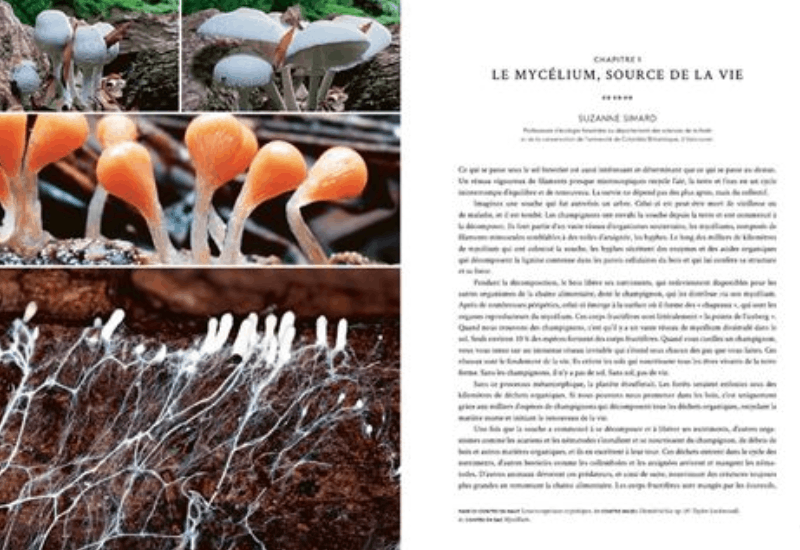 Psychedelic Mushrooms: Their Extraordinary Powers Over Health, the Mind, and the Planet