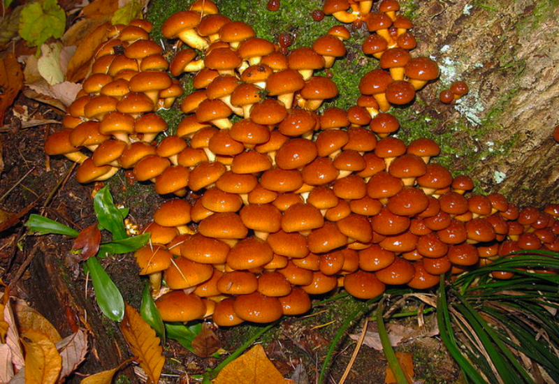 how to grow nameko mushrooms