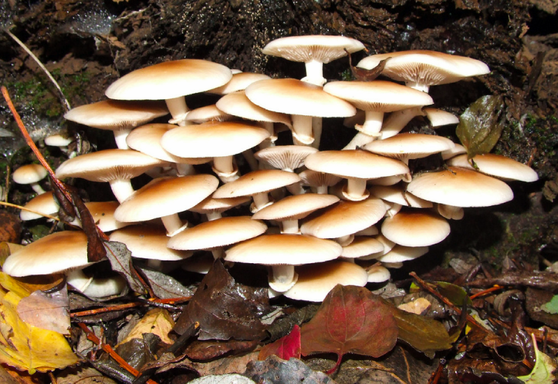 Cyclocybe aegerita Pioppino pholiote du peuplier
