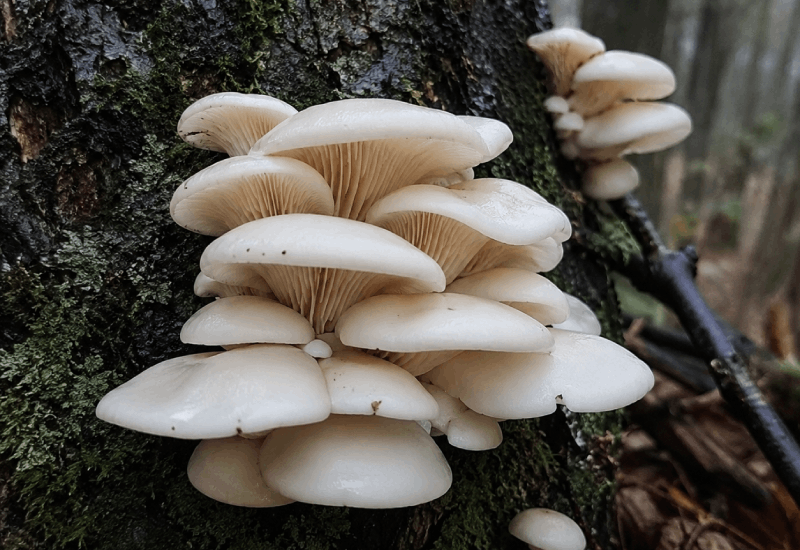 bûches de pleurotes blancs