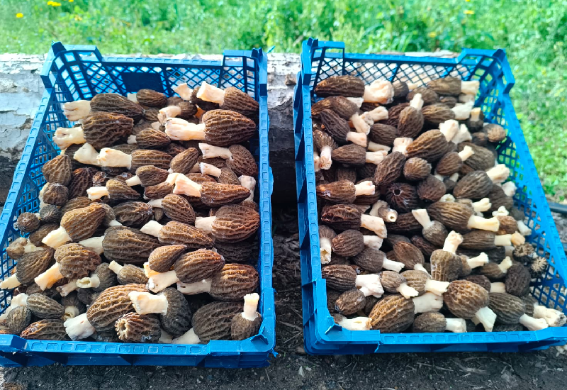 récolte en caisse de morilles noires cultivées