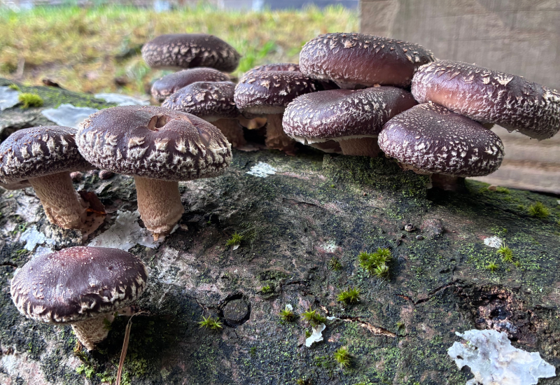 Organic Shiitake - Plug Spawn