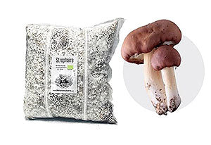 Mycélium sur grains de Strophaire
