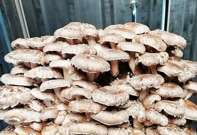 Shiitake la mycosphere