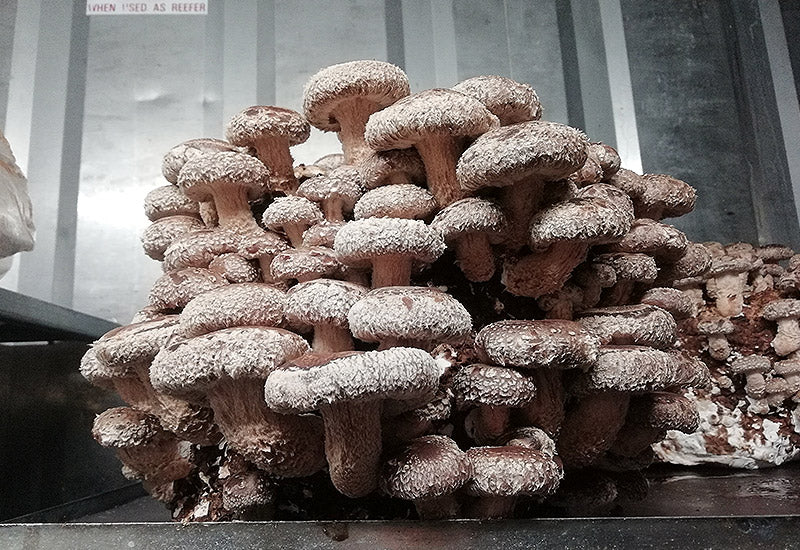 Ballot de culture Champignon Shiitaké 3790
