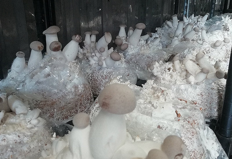 Champignons eryngiis la mycosphère belgique pleurotes du panicaut
