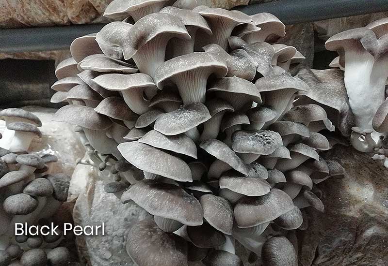 Black-Pearl