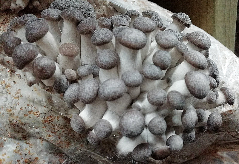 Ballots de culture Black Pearl BIO - La Mycosphère