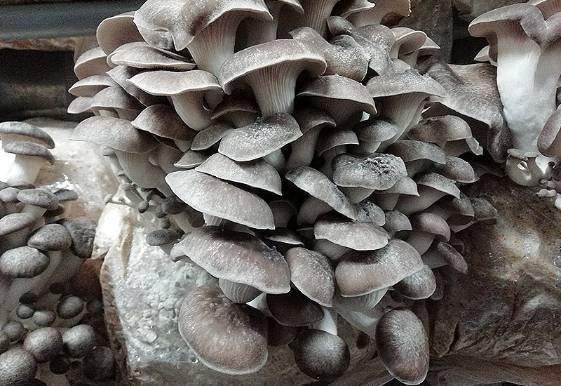 Ballots de culture Black Pearl BIO - La Mycosphère