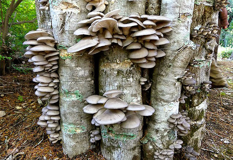 Pleurotus Ostreatus Sur B che Cultivez Vos Propres Pleurotes D Hiver 