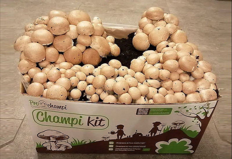 Kit Champignons de Paris Bruns Bio
