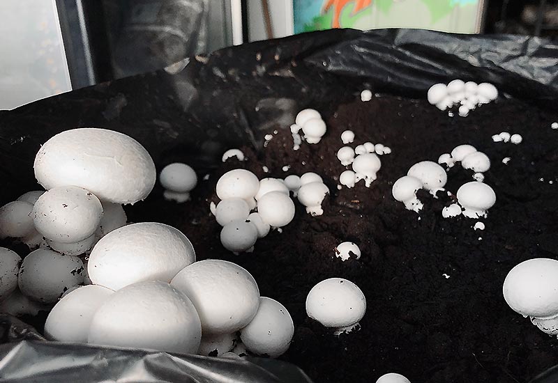 Culture champignons de paris blanc