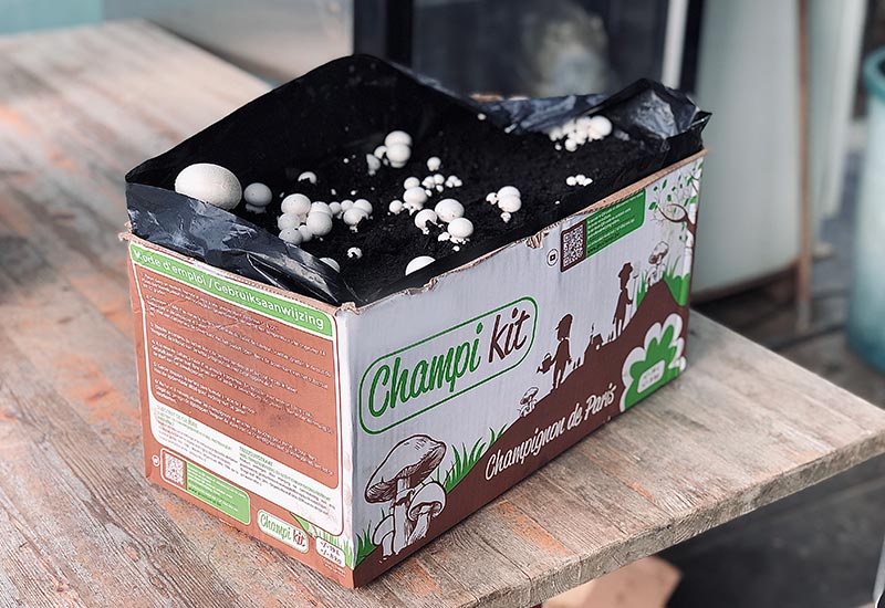 Kit champignon blanc