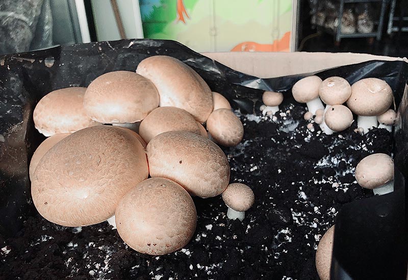 Champignons de Paris bruns doré
