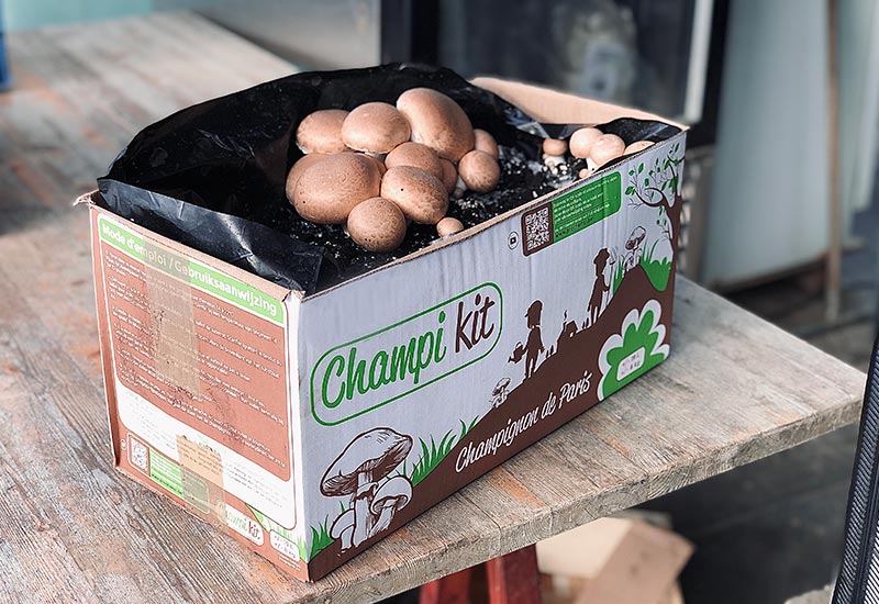Kit Champignons de Paris Bruns Bio