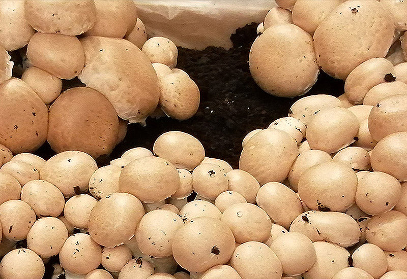 Champignons doré