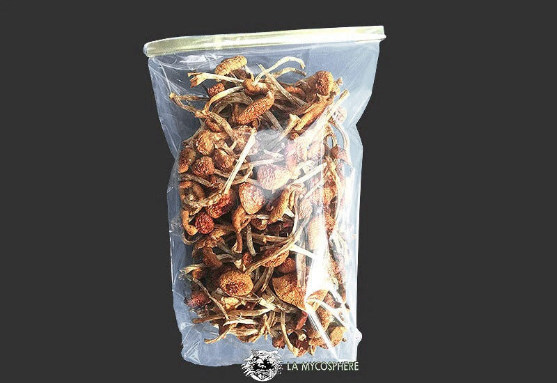 Champignons Naméko Séchés Bio