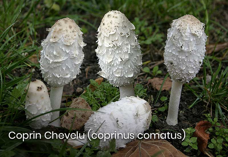 Coprin Chevelu