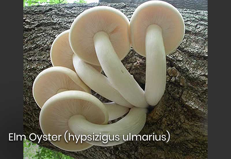 Elm Oyster