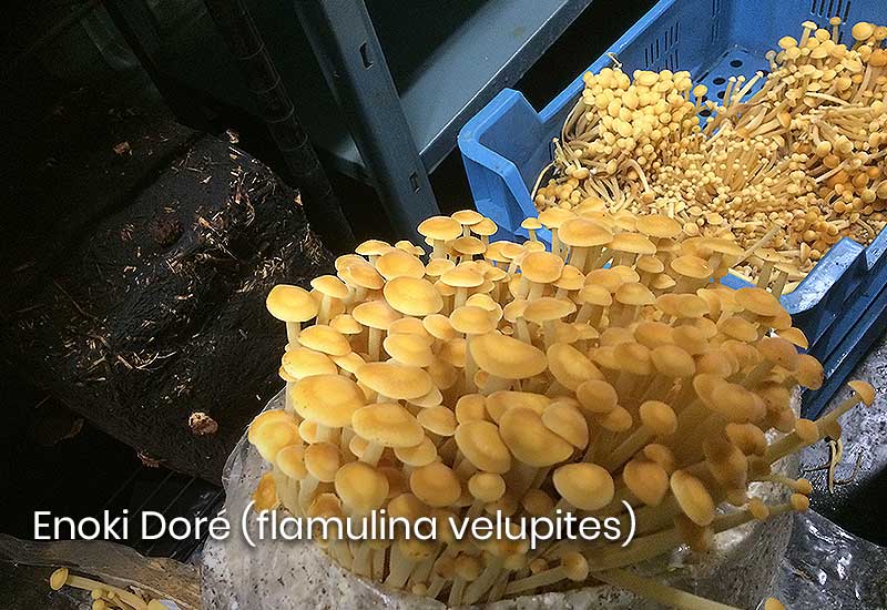 Enoki Doré