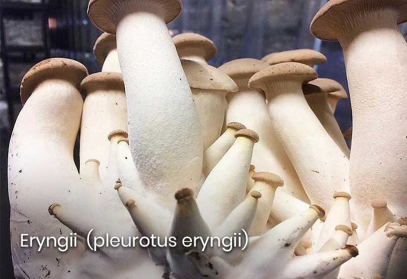 Eryngii