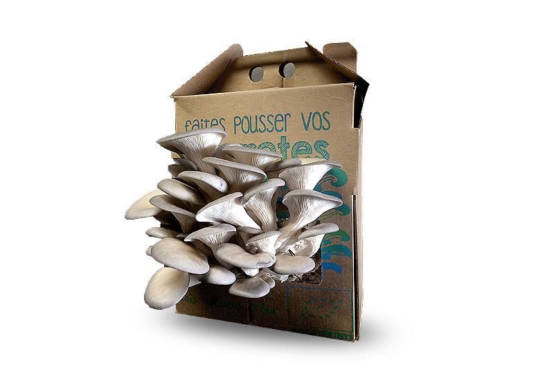 Kit de Culture de Champignons Pleurotes Bio