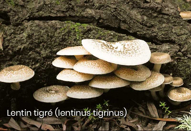 Lentin tigré