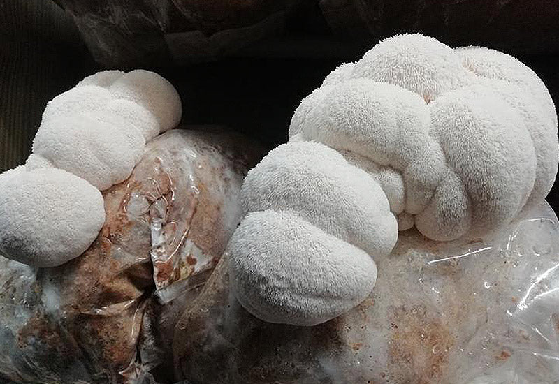Culture champignons mycelium Hericium