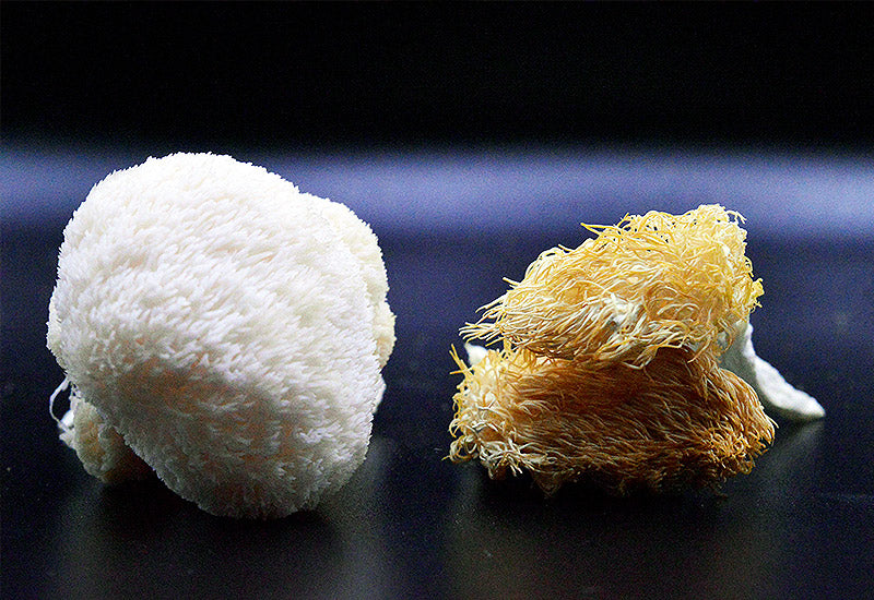 Champignons séchés lions mane hericium erinaceus