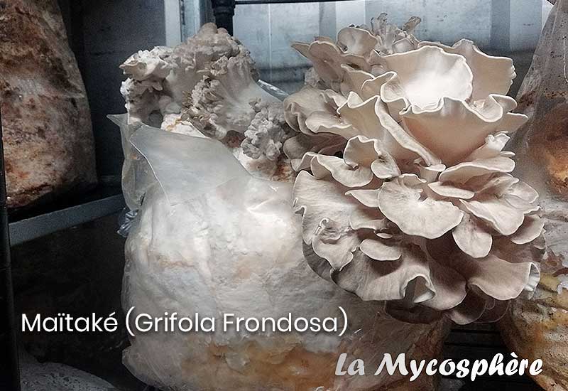 Maitake