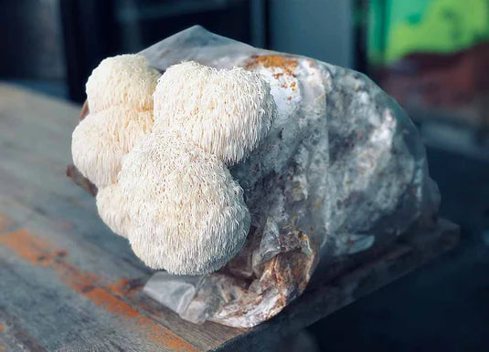 culture de lion's mane yamabushiitaké