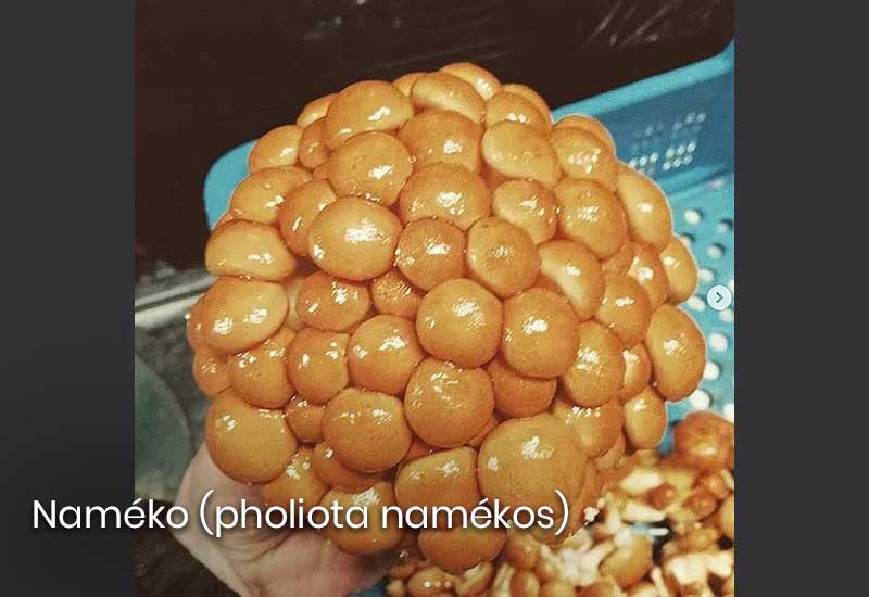 Nameko