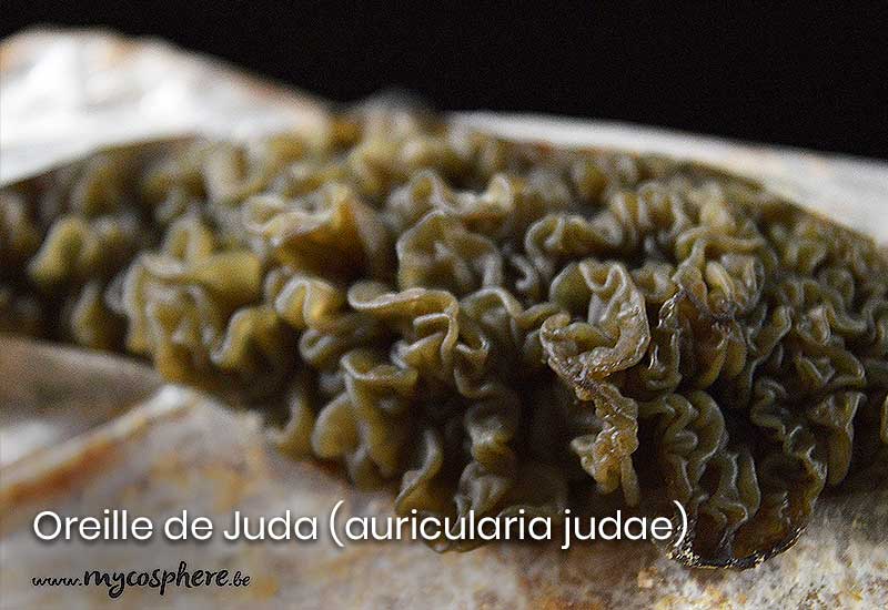 Oreille de juda