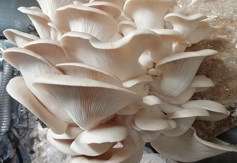 Pleurote Blanc Pearl Oyster culture