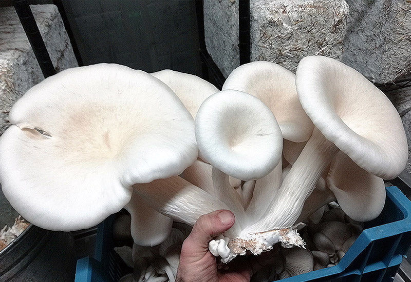 Pleurote Blanc Pearl Oyster culture