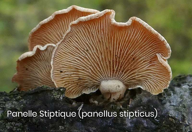 Panelle stiptique