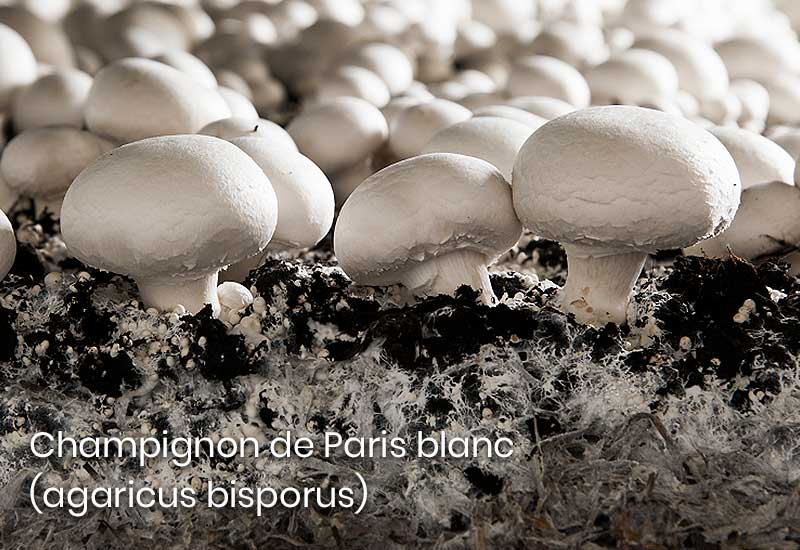 Champignons de Paris Blanc