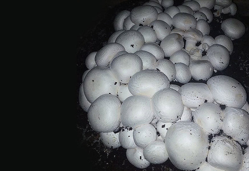 Agaricus bisporus