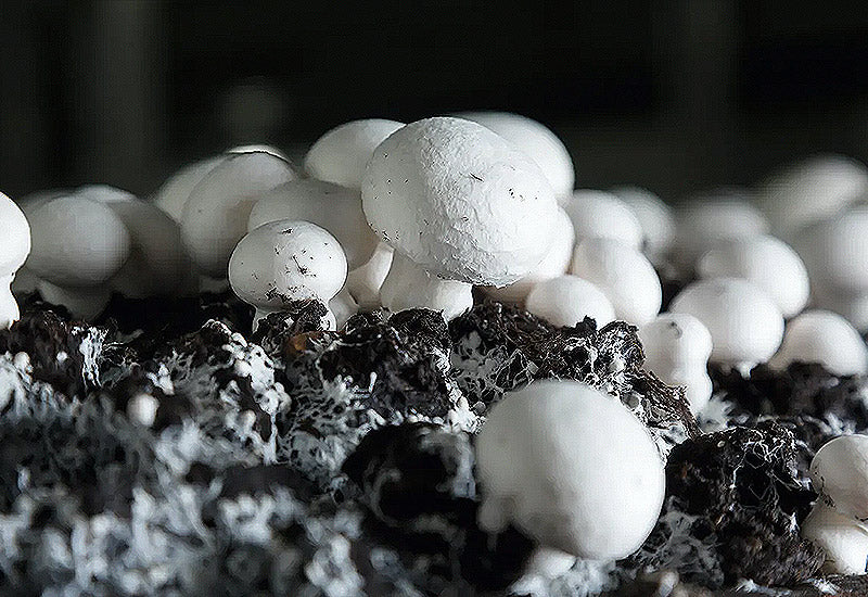 Culture champignons de paris blanc