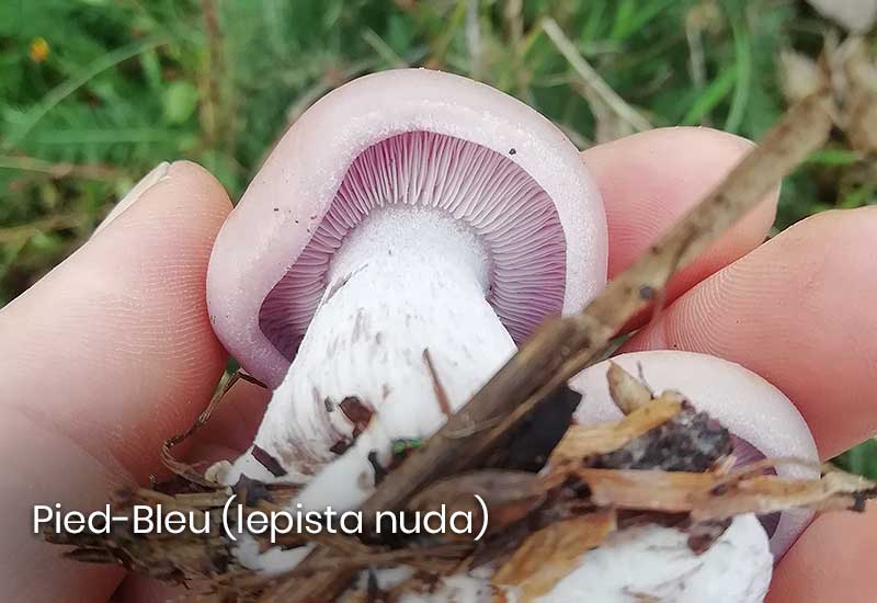 Pied-Bleu