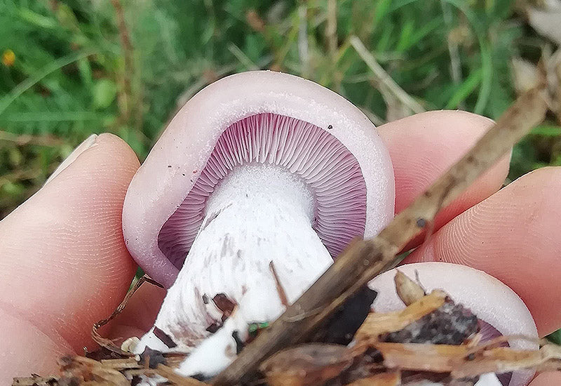 Culture champignons mycelium pieds bleu