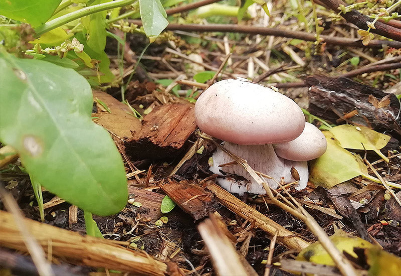 Culture champignons mycelium pieds bleu