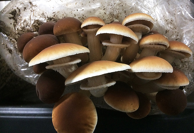 Mycelium de Piopinos Bio (Agrocybe Aegarita) - La Mycosphère