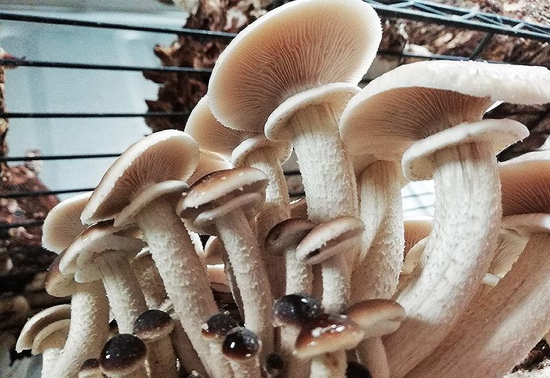 Mycelium de Piopinos Bio (Agrocybe Aegarita) - La Mycosphère